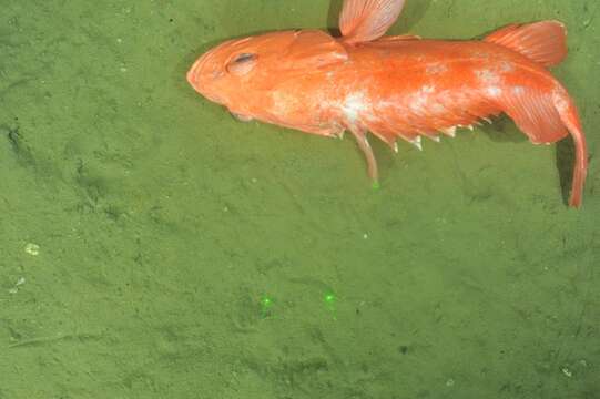 Image of Yelloweye rockfish