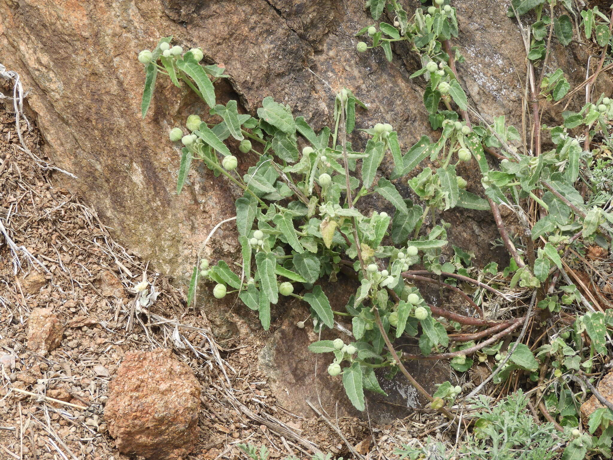 Image of Pavonia aurigloba Krapov. & Cristobal