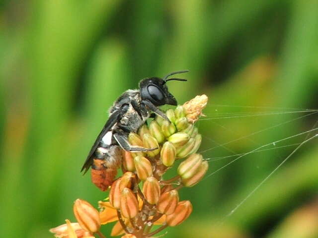 Megachile chrysorrhoea Gerstäcker 1858 resmi