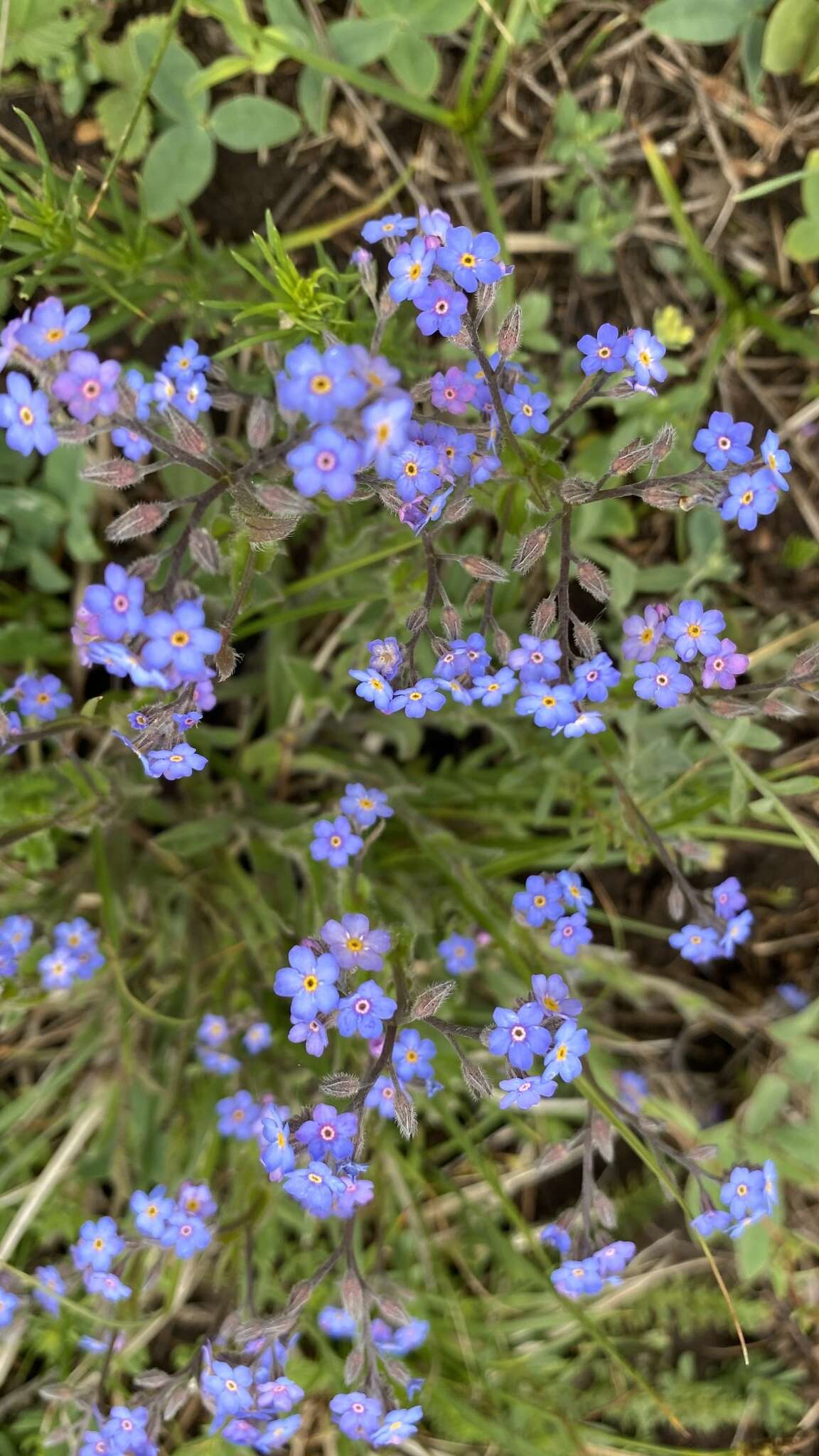 Plancia ëd Myosotis lithospermifolia (Willd.) Hornem.