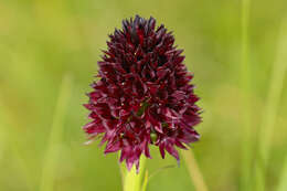 صورة Gymnadenia rhellicani (Teppner & E. Klein) Teppner & E. Klein