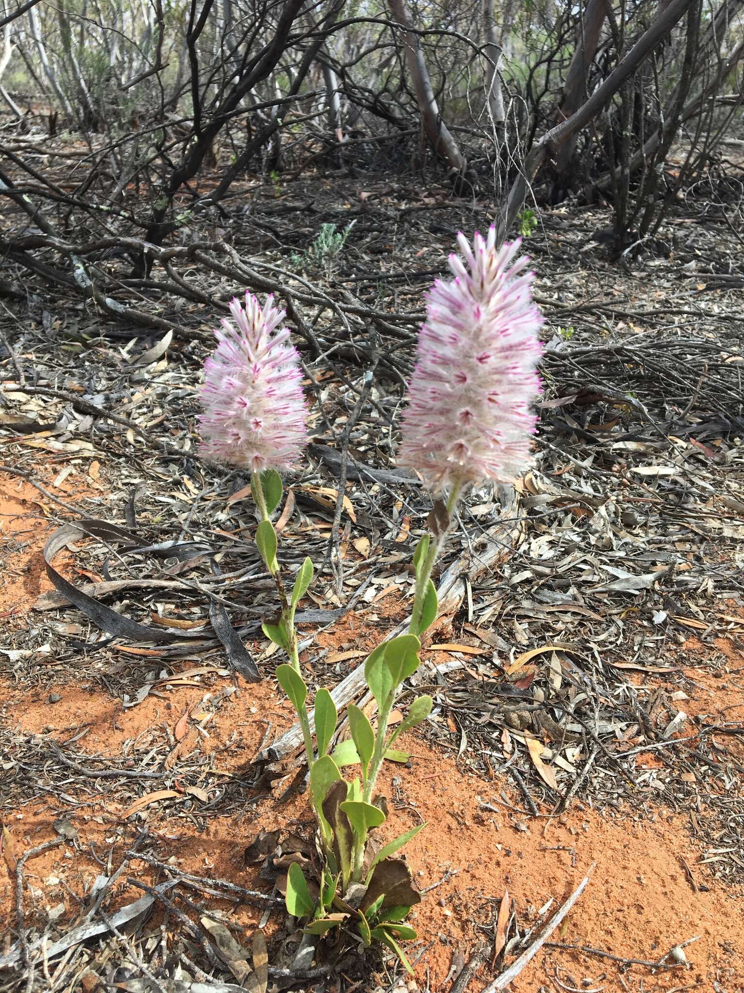 Image of Ptilotus exaltatus Nees