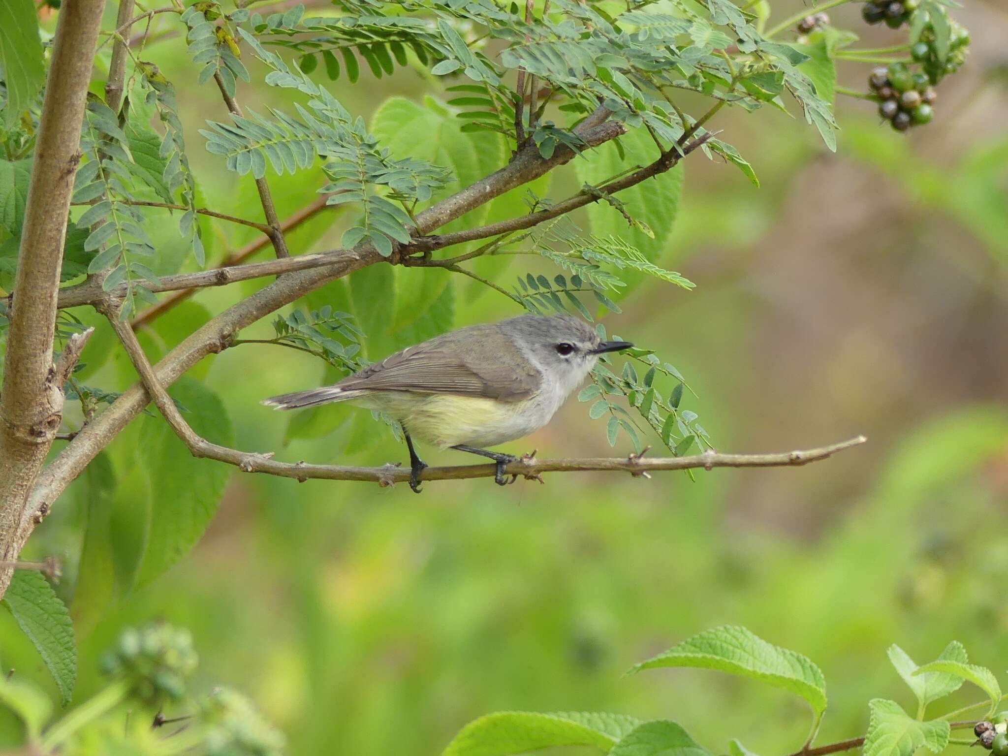 Imagem de Gerygone flavolateralis flavolateralis (Gray & GR 1859)