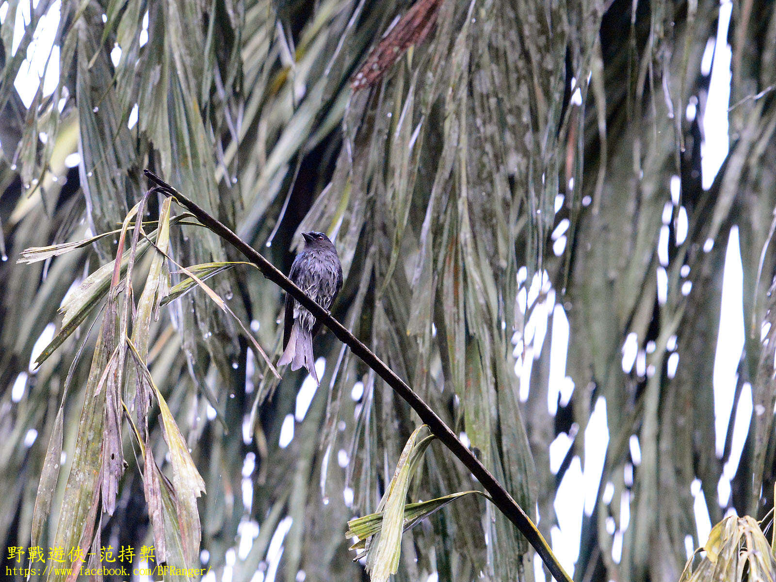 Image de Drongo à ventre blanc