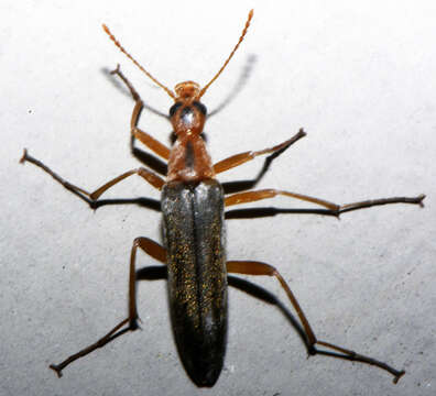 Image of False Leptura Beetle