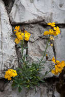 Image of Aegean wallflower