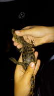 Image of Common Caiman