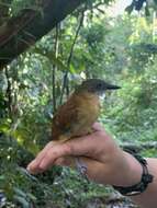 Image of Goeldi's Antbird