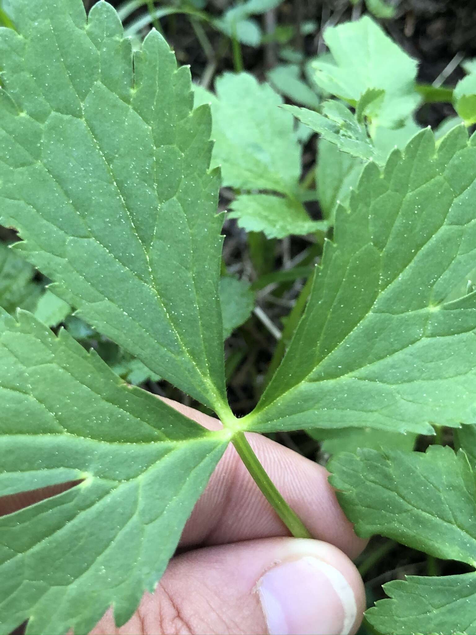 Ranunculus aconitifolius L. resmi