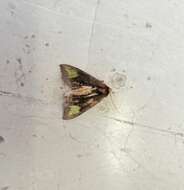 Image of scarce burnished brass