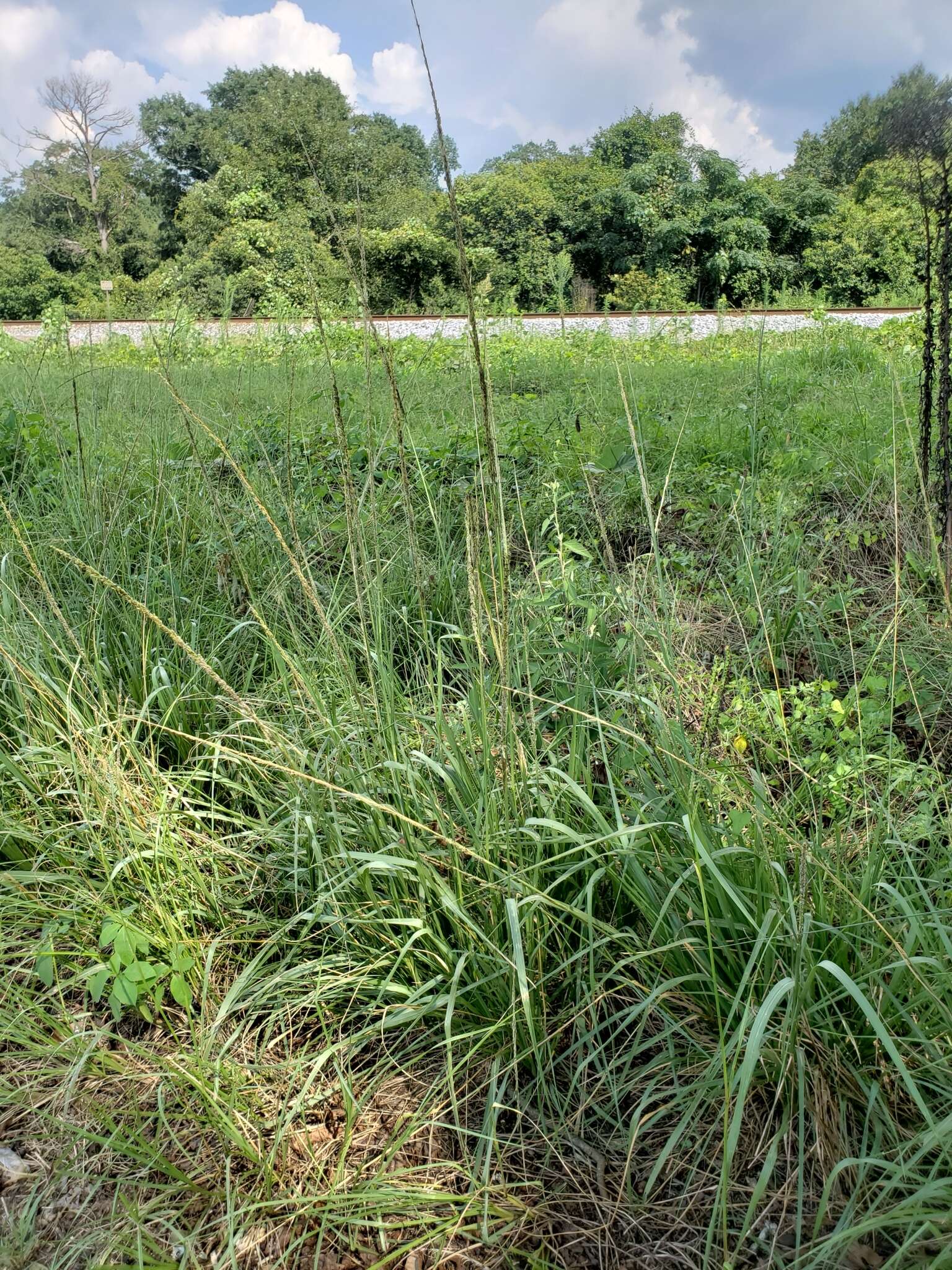 Image of smut grass