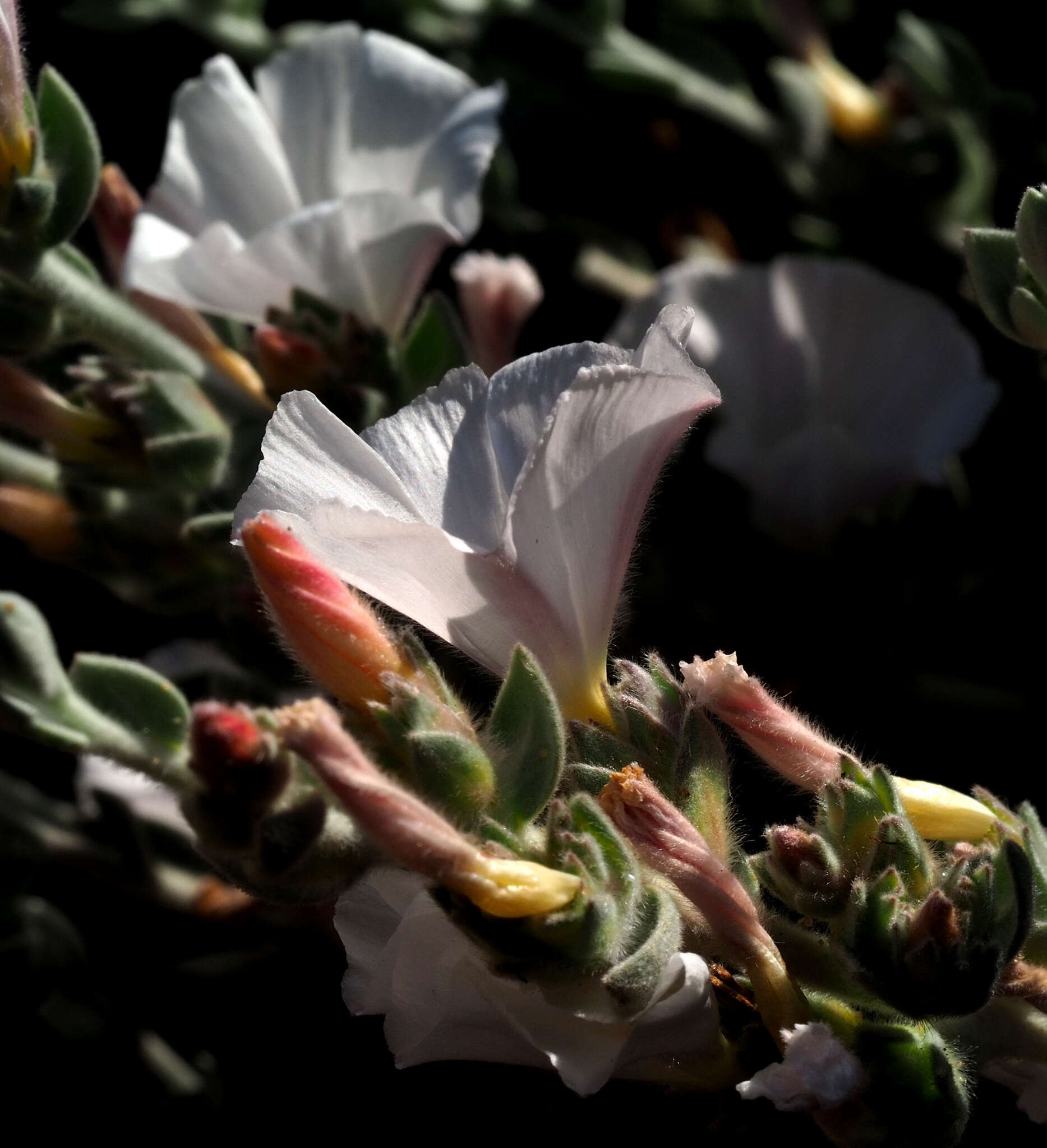 Слика од Convolvulus lanatus Vahl