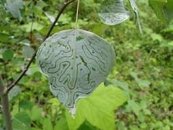 Image of Common Aspen Leaf Miner