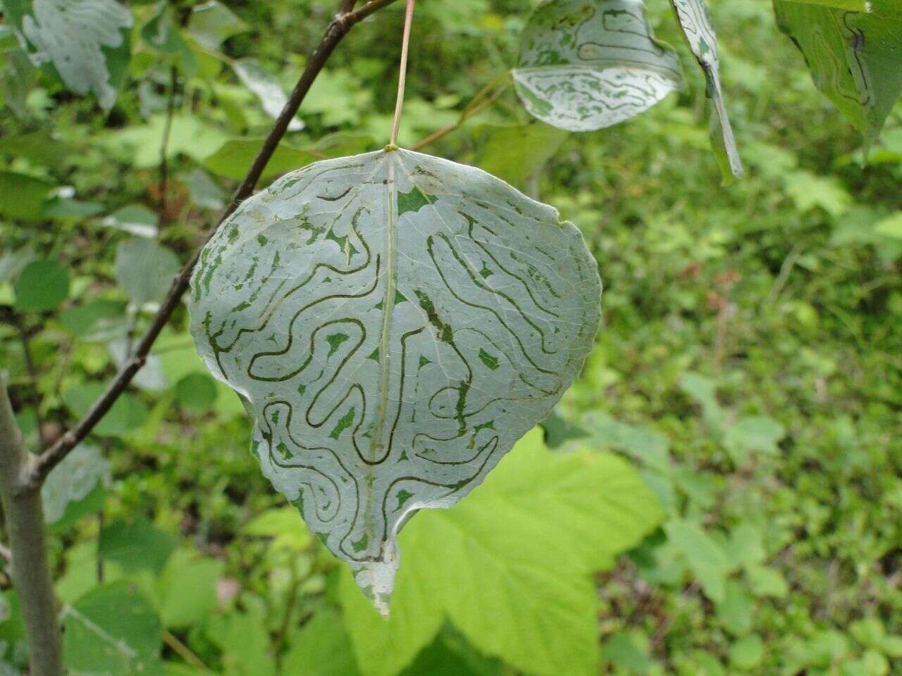 Image of Common Aspen Leaf Miner