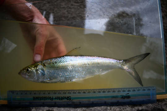 Image of Skipjack Herring