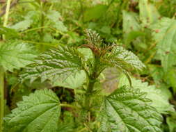 Image of Urtica kioviensis Rogow.