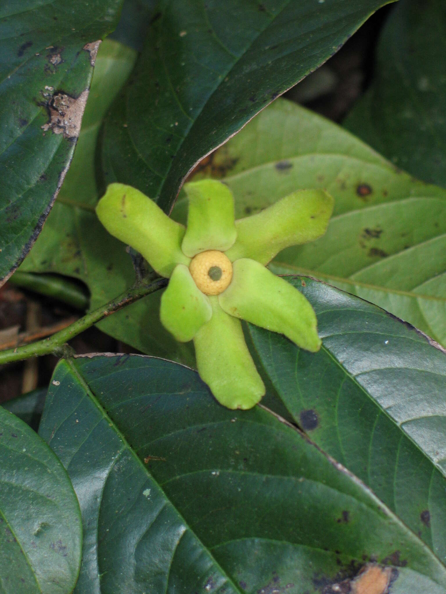 Image of Guatteria amplifolia Triana & Planch.