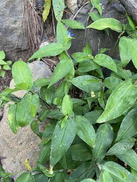 Commelina leiocarpa Benth.的圖片