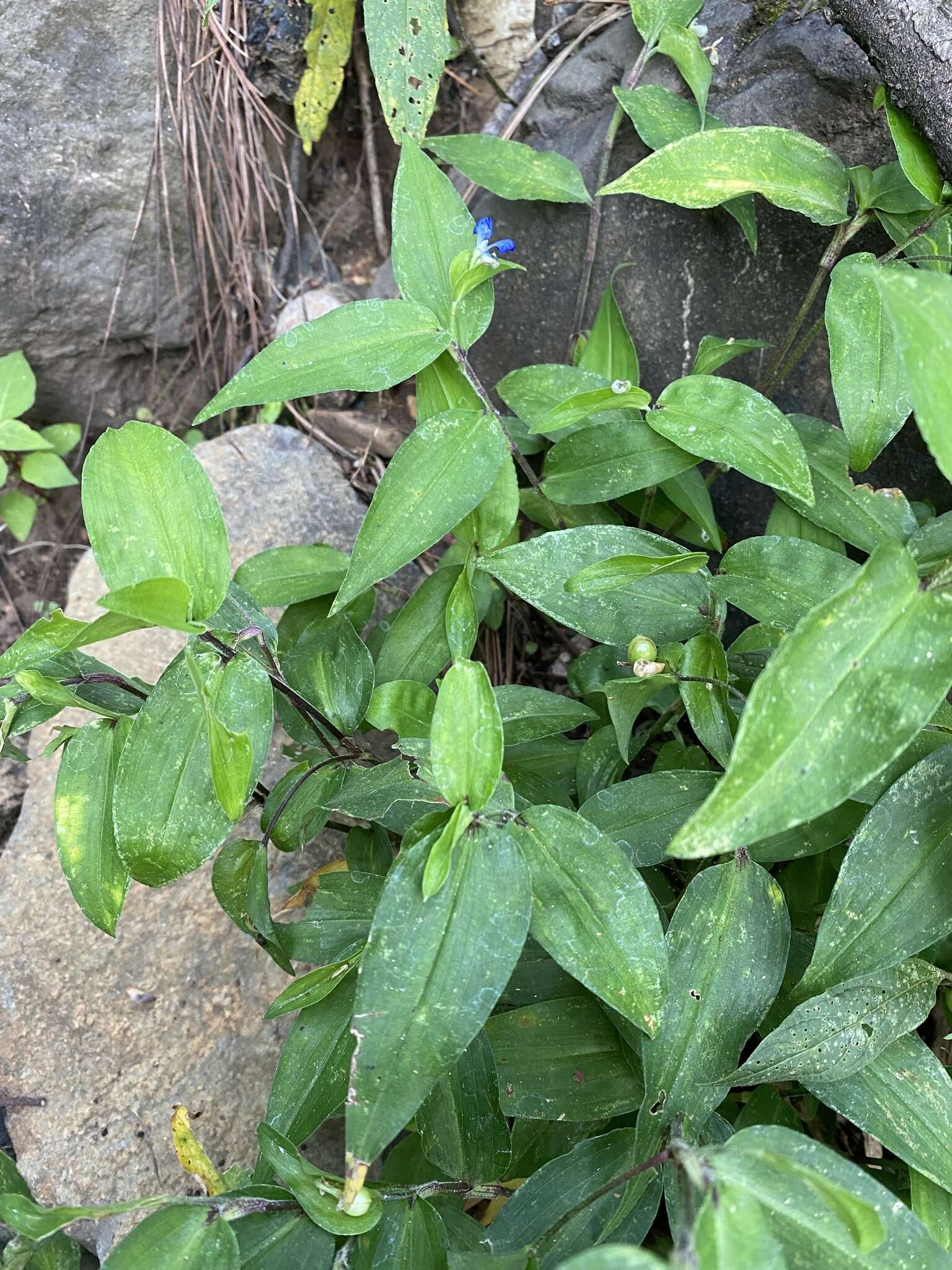 Image of Commelina leiocarpa Benth.