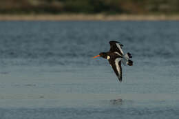 Image of Haematopus ostralegus longipes Buturlin 1910