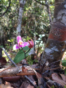 Image of Pine-pink