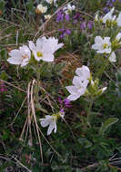 Image of great chickweed