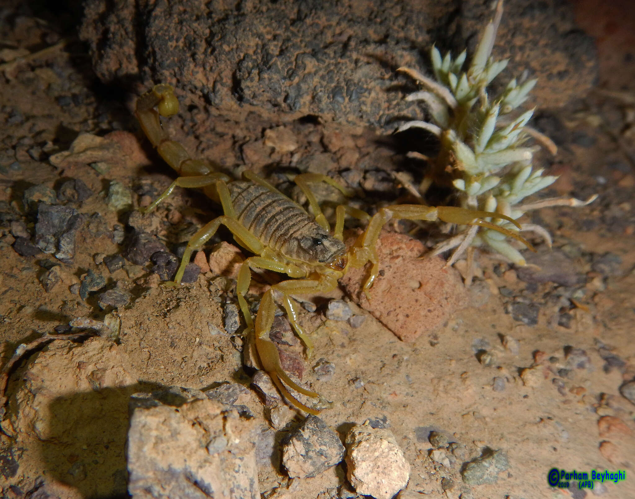 Imagem de Odontobuthus doriae (Thorell 1876)