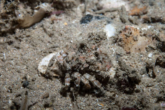 Image of strawberry crab