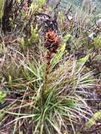 Image of Puya eryngioides André