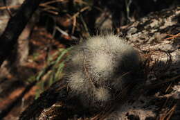 صورة Mammillaria senilis Lodd. ex Salm-Dyck