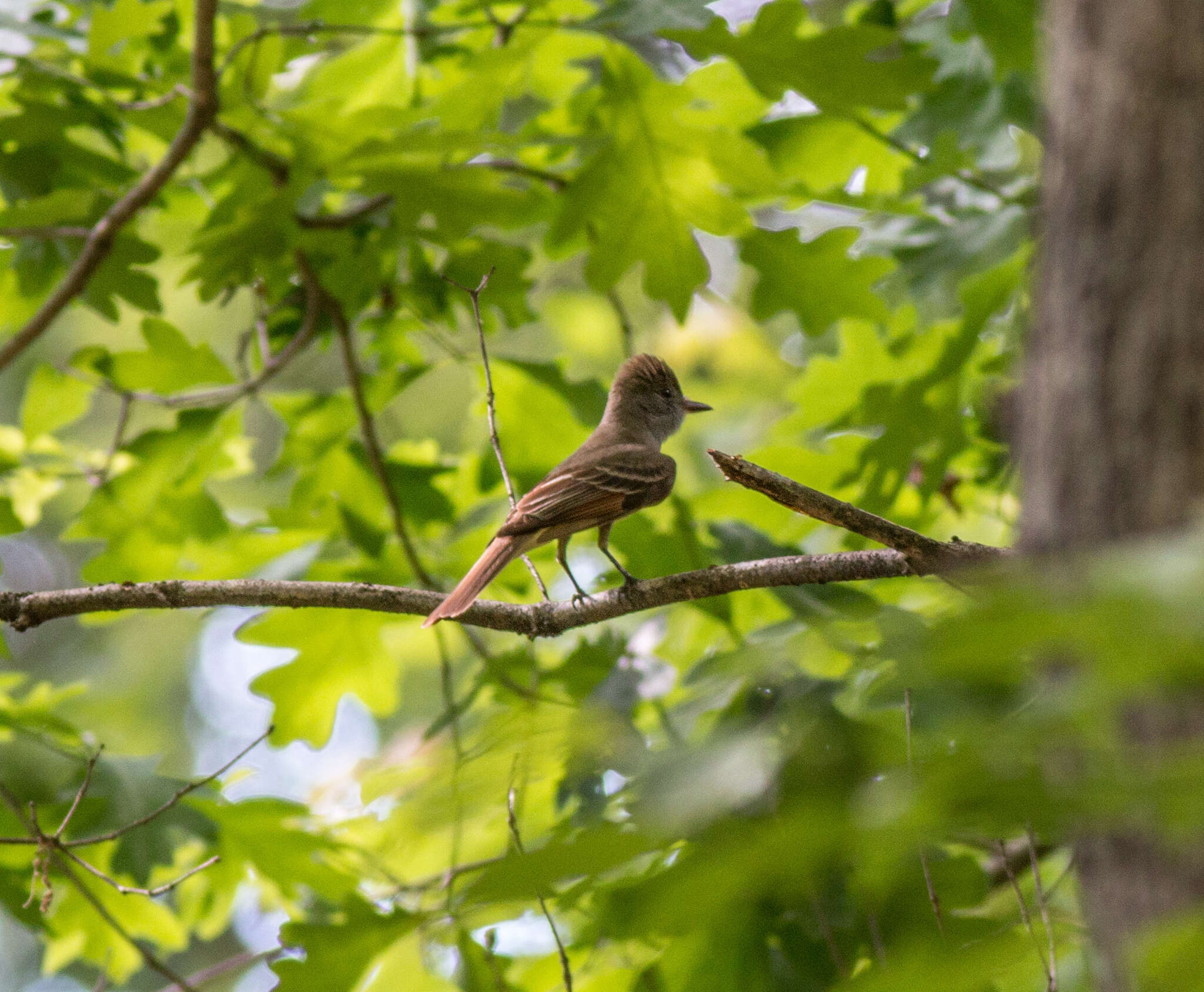 Image of Great Crested Flycatcher