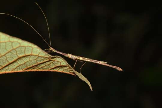 Image of Tenerella cneius (Westwood 1859)