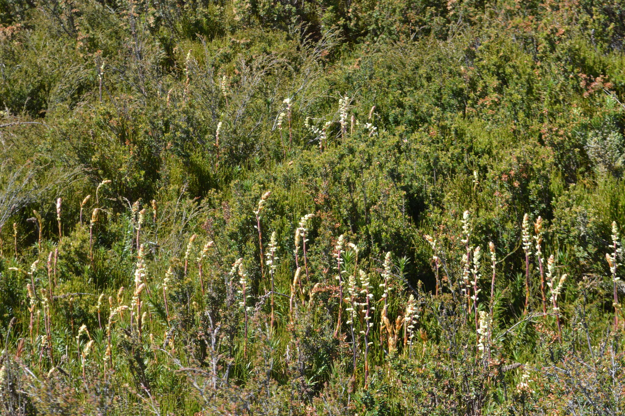 Image of candle heath