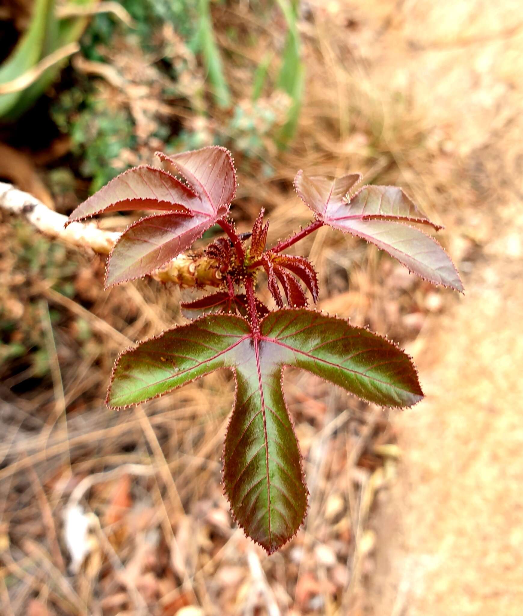 صورة Jatropha gossypiifolia var. gossypiifolia