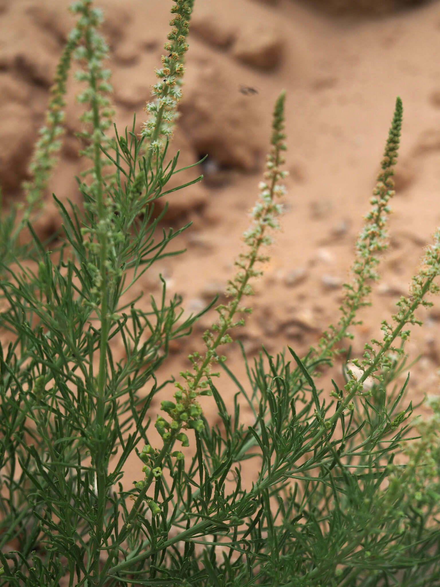 Reseda stenostachya Boiss.的圖片