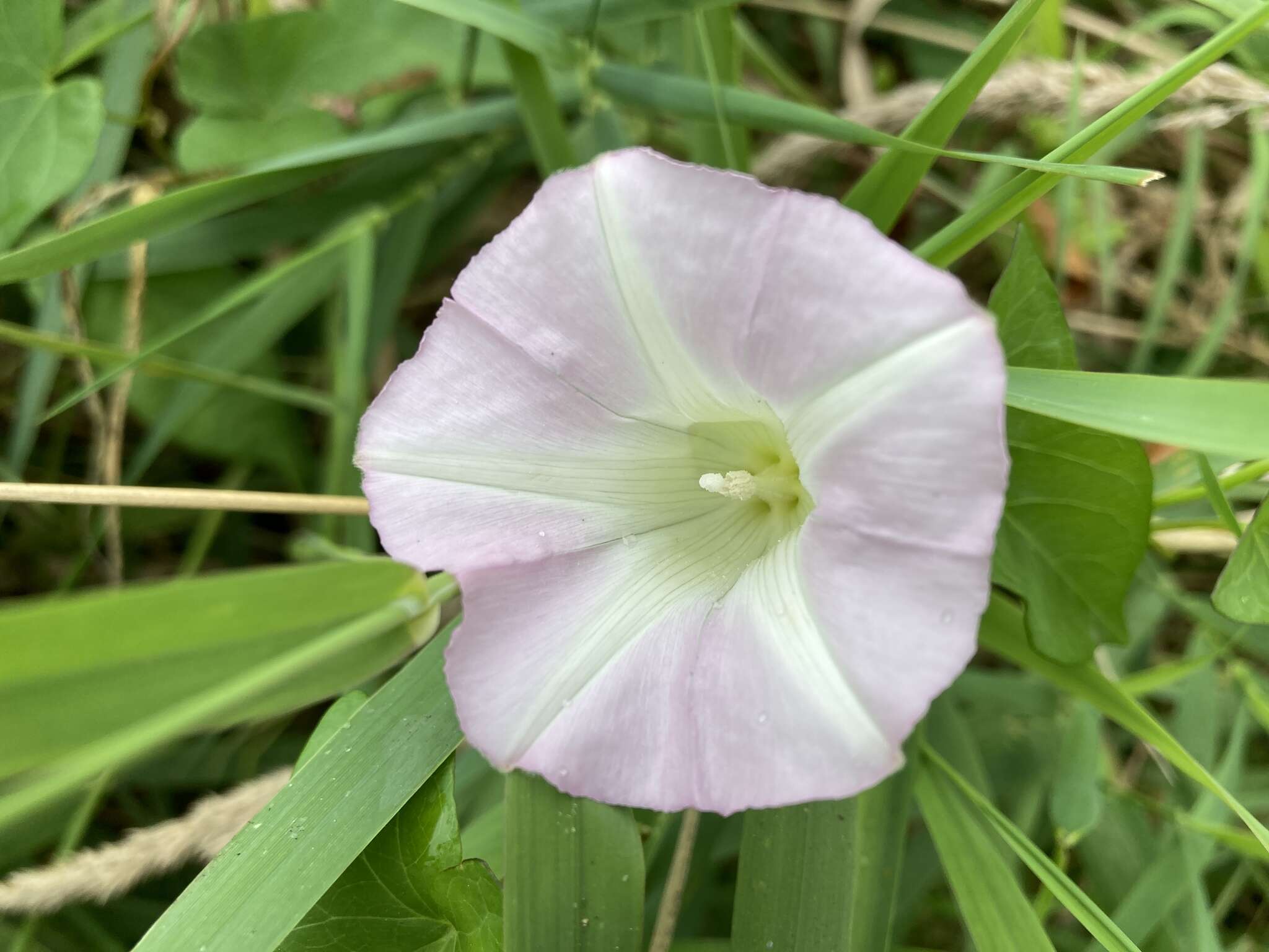 Image of Hedge False Bindweed