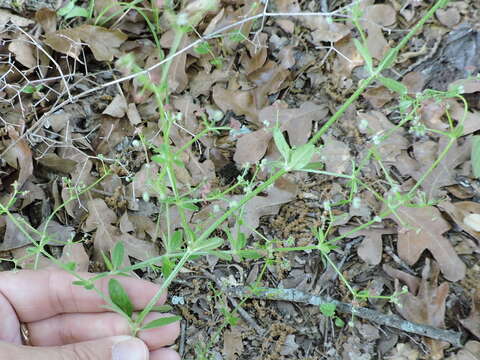 Image of Hairy bedstraw