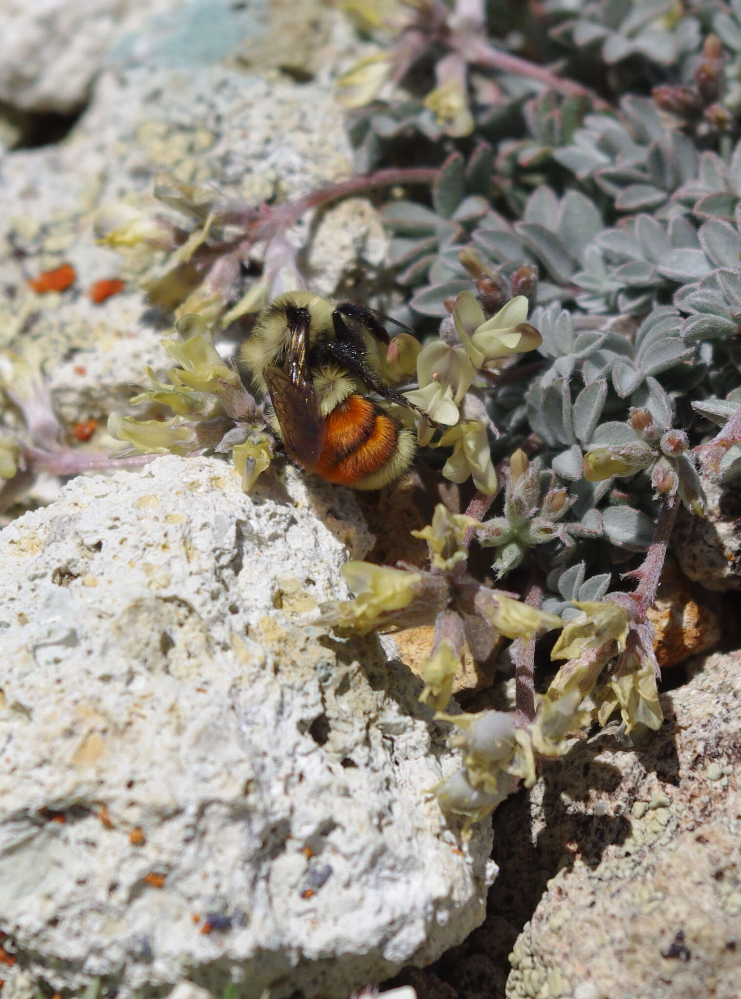 Imagem de Astragalus platytropis A. Gray