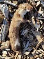 Image of least weasel