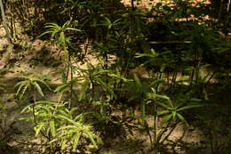 Sivun Phyllanthus watsonii Airy Shaw kuva