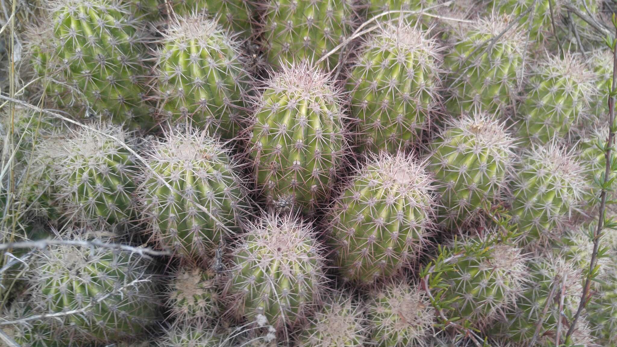 Image of Echinocereus pacificus (Engelm. ex Orcutt) Britton & Rose