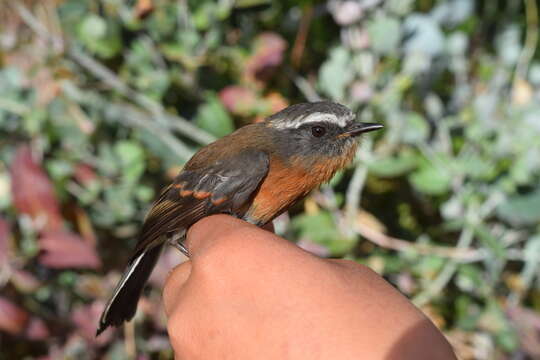 Image of Rufous-breasted Chat-Tyrant