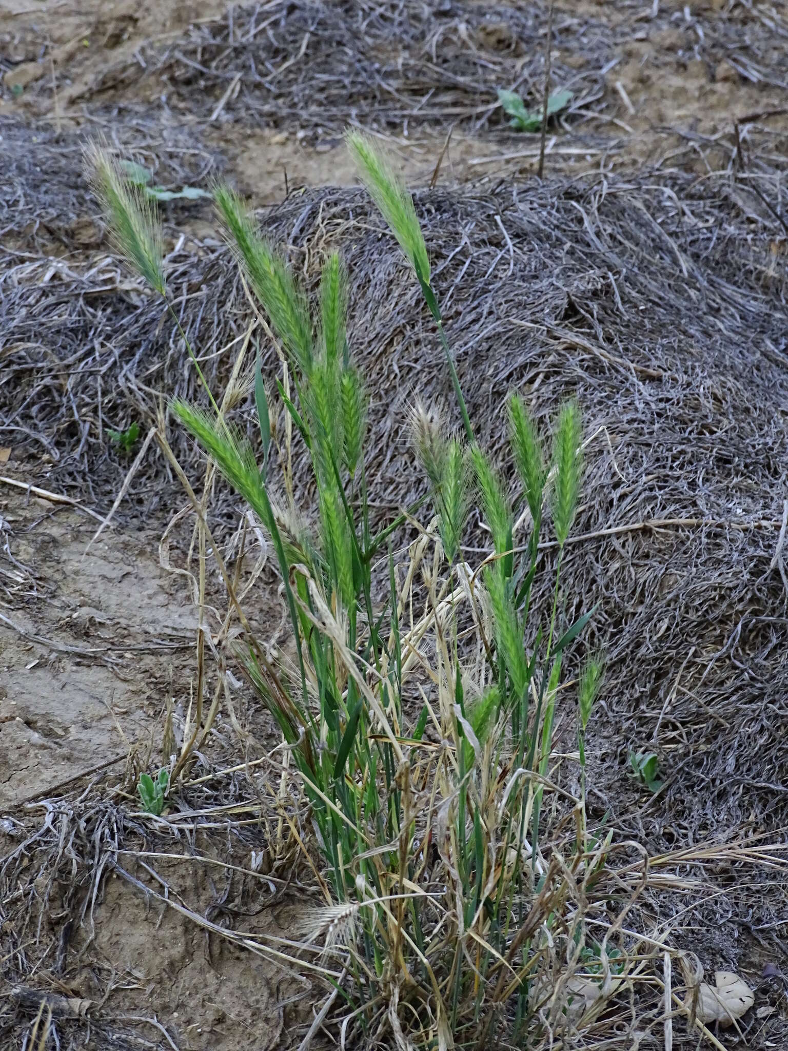 Image of mouse barley