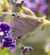 Image of Red-lined Scrub-Hairstreak