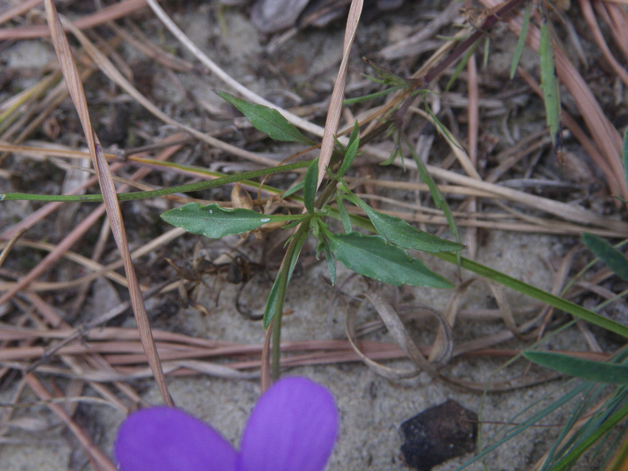 Слика од Viola tricolor subsp. curtisii (E. Forster) Syme