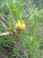 Imagem de Isopogon anemonifolius (Salisb.) Knight