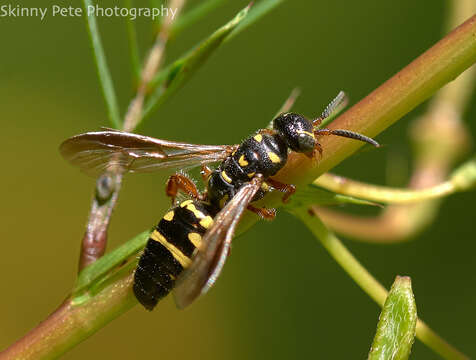 Myzinum dubiosum (Cresson 1872)的圖片