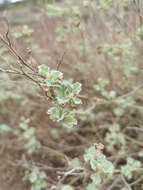 Image of Sphaeralcea obtusiloba (Hook.) G. Don