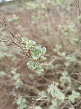 Imagem de Sphaeralcea obtusiloba (Hook.) G. Don