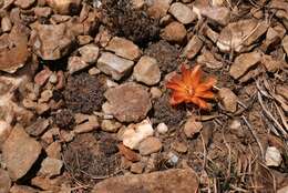 Image of Rebutia krugerae (Cárdenas) Backeb.